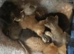 More Bengal Babies - Bengal Cat For Sale - 