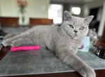 British Blue kittens - British Shorthair Kitten For Sale - 