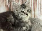 Paisley - Maine Coon Kitten For Sale - Brighton, CO, US