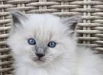 Ragdoll Blue Point Boy - Ragdoll Kitten For Sale - 