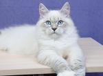 Yasha - Siberian Kitten For Sale - Boston, MA, US