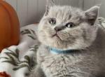 Wilson - British Shorthair Kitten For Sale - New York, NY, US