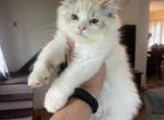 Seal lynx bi color female - Ragdoll Kitten For Sale - Butler, PA, US