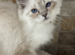 Seal lynx mitted female - Ragdoll Kitten For Sale - 