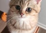 Sunny - Scottish Straight Kitten For Sale - Naperville, IL, US