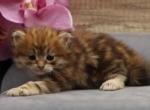 Golden of Romanov Dynasty - Siberian Kitten For Sale - Ashburn, VA, US