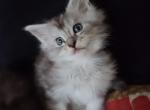 Gabrielle - Maine Coon Kitten For Sale - 