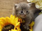 Hanita of Romanov Dynasty - Siberian Kitten For Sale - Ashburn, VA, US