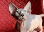 Elvis - Bambino Kitten For Sale - Norwalk, CT, US