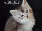 Jacque - Maine Coon Kitten For Sale - Riegelsville, PA, US