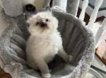 Duke READY OCTOBER 2 - Ragdoll Kitten For Sale - 