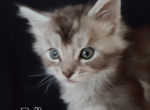 Felix - Maine Coon Kitten For Sale - 