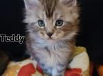 Teddy - Maine Coon Kitten For Sale - Riegelsville, PA, US