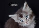 Beau - Maine Coon Kitten For Sale - Riegelsville, PA, US