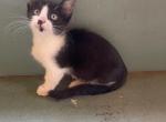 Marco - Munchkin Kitten For Sale - Vicksburg, MS, US