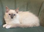 Mitted Male Kitten - Ragdoll Kitten For Sale - Caldwell, PA, US