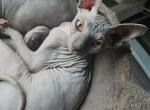 WHITE COLLAR - Sphynx Kitten For Sale - Hebron, OH, US