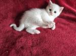 Simba - Scottish Straight Kitten For Sale - Philadelphia, PA, US