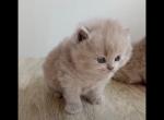 LUXURY BRITISH SHORTHAIR KITTENS - British Shorthair Kitten For Sale - Darien, CT, US