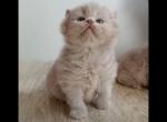 LUXURY BRITISH SHORTHAIR KITTENS - British Shorthair Kitten For Sale - 