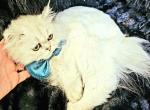 Gorgeous Stud Petit line with breeding rights - Persian Cat For Sale/Service - 