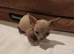 Zeus - Bambino Kitten For Sale - NY, US