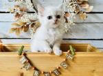 Harvest - Ragdoll Kitten For Sale - 