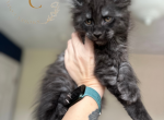 Ghost The Dire Wolves Litter - Maine Coon Kitten For Sale - Virginia Beach, VA, US