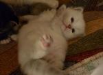 New born  litters - Siberian Kitten For Sale - 