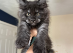 Summer of The Dire Wolves Litter - Maine Coon Kitten For Sale - Virginia Beach, VA, US