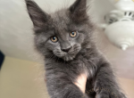 Shaggy Dog The Dire Wolves Littet - Maine Coon Kitten For Sale - Virginia Beach, VA, US