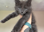 Grey Wind The Dire Wolves Litter - Maine Coon Kitten For Sale - Virginia Beach, VA, US