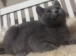 BMW - British Shorthair Kitten For Sale - Huntington, NY, US