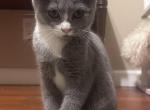 Jill - British Shorthair Kitten For Sale - 