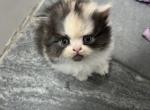 Calico Persian Female - Persian Kitten For Sale - Dearborn, MI, US