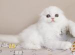 Bonus Scottish Fold male white - Scottish Fold Kitten For Sale - Miami, FL, US