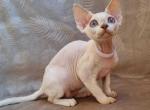 Lola Devon Rex female lilac van pointed - Devon Rex Kitten For Sale - Miami, FL, US