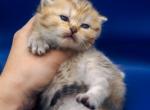 Fiona Scottish Short Haired - Scottish Straight Kitten For Sale - 