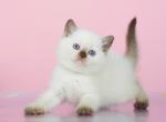 Helen British Shorthair female chocolate pointed - British Shorthair Kitten For Sale - Miami, FL, US