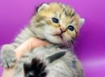 Monroe Scottish Short Haired - Scottish Straight Kitten For Sale - 