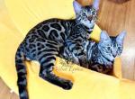 Bengal kitten Cookie - Bengal Kitten For Sale - Crestview, FL, US