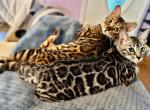 Bengal Kittens Florida ready now - Bengal Kitten For Sale - Crestview, FL, US