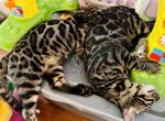 Discount Bengals - Bengal Kitten For Sale - Crestview, FL, US