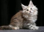 Grandeza Maine Coon female blue tortie silver tab - Maine Coon Kitten For Sale - Miami, FL, US