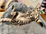 Bengal kittens ready to go - Bengal Kitten For Sale - Crestview, FL, US