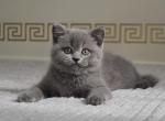 Tati Scottish Straight female blue - Scottish Straight Kitten For Sale - Miami, FL, US