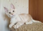 KAHAR - Maine Coon Kitten For Adoption - Chicago, IL, US