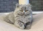 Kama Scottish Straight female blue - Scottish Straight Kitten For Sale - Miami, FL, US