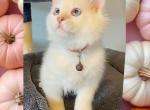 Oakley Lilac Pointed Mitted Ragdoll - Ragdoll Kitten For Sale - 