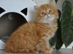 Hilton Scottish Straight male red spotted tabby - Scottish Straight Kitten For Sale - Miami, FL, US